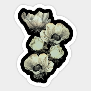 anemone flowers (transparent background) Sticker